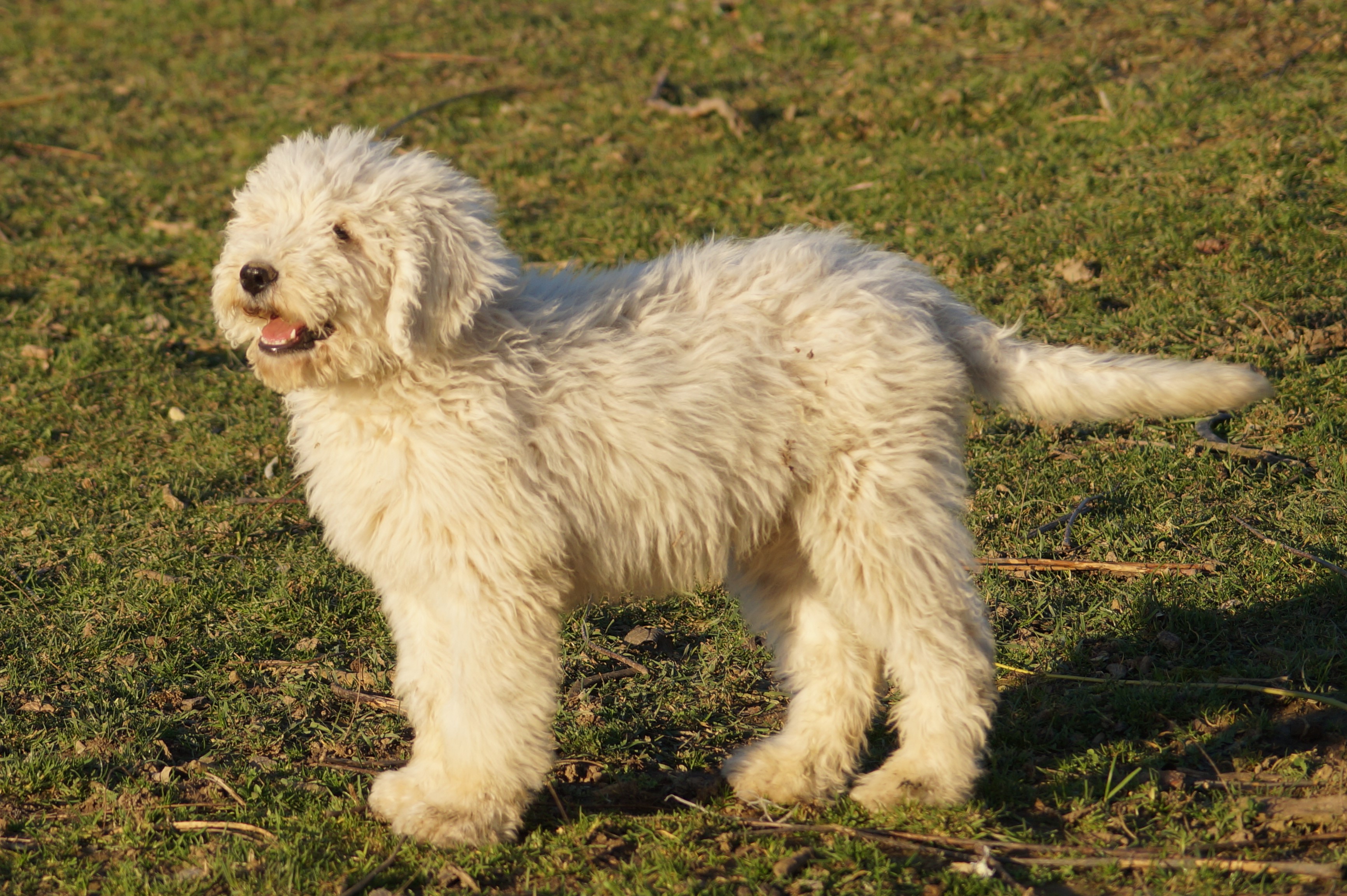 Komondor puppies for sale