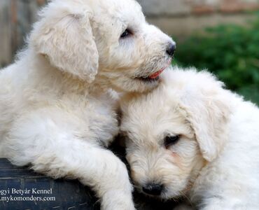 Komondor puppy for...