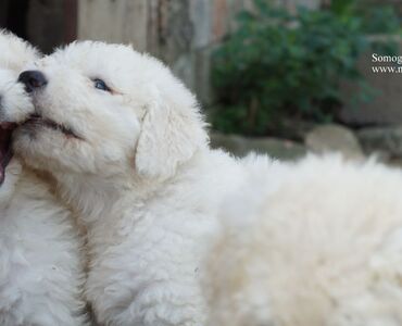 Komondor puppy for...