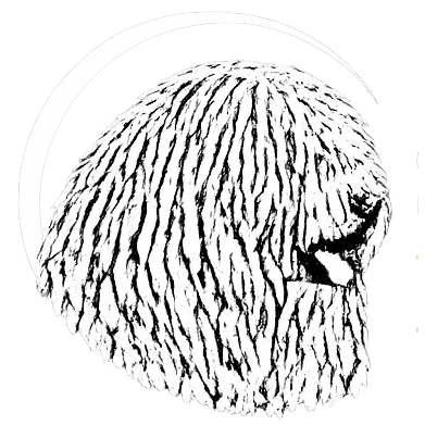 Komondor dogs for sale - Somogyi Betyár Kennel