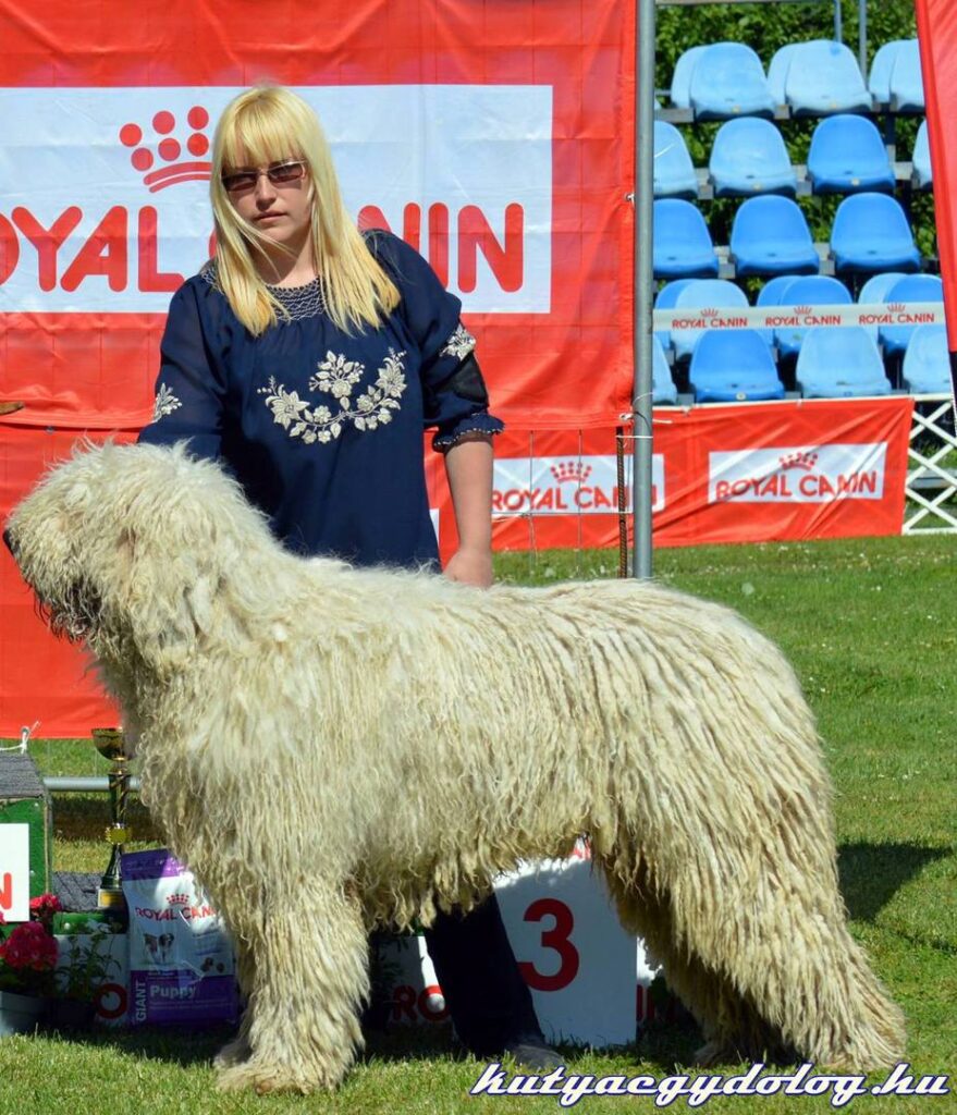 winner komondor dog