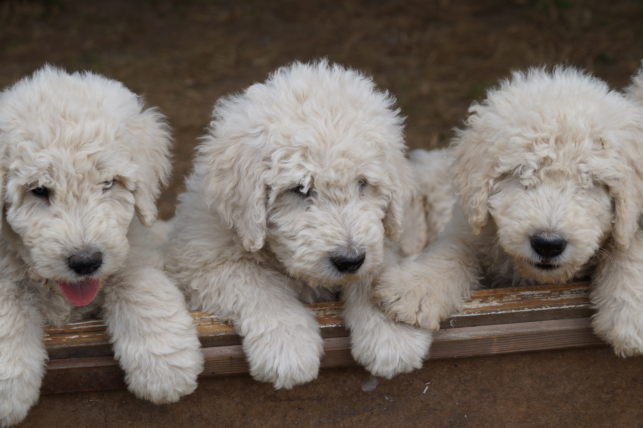 Available Komondor puppies from Somogyi Betyár bloodlines