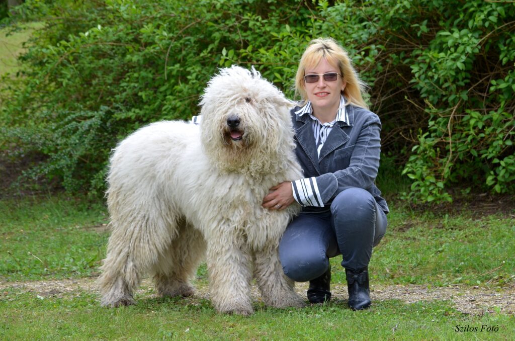 Somogyi betyar kennel