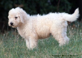 komondor puppy