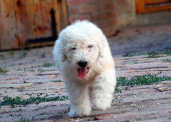 chien komondor