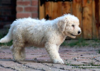 komondor kaufen