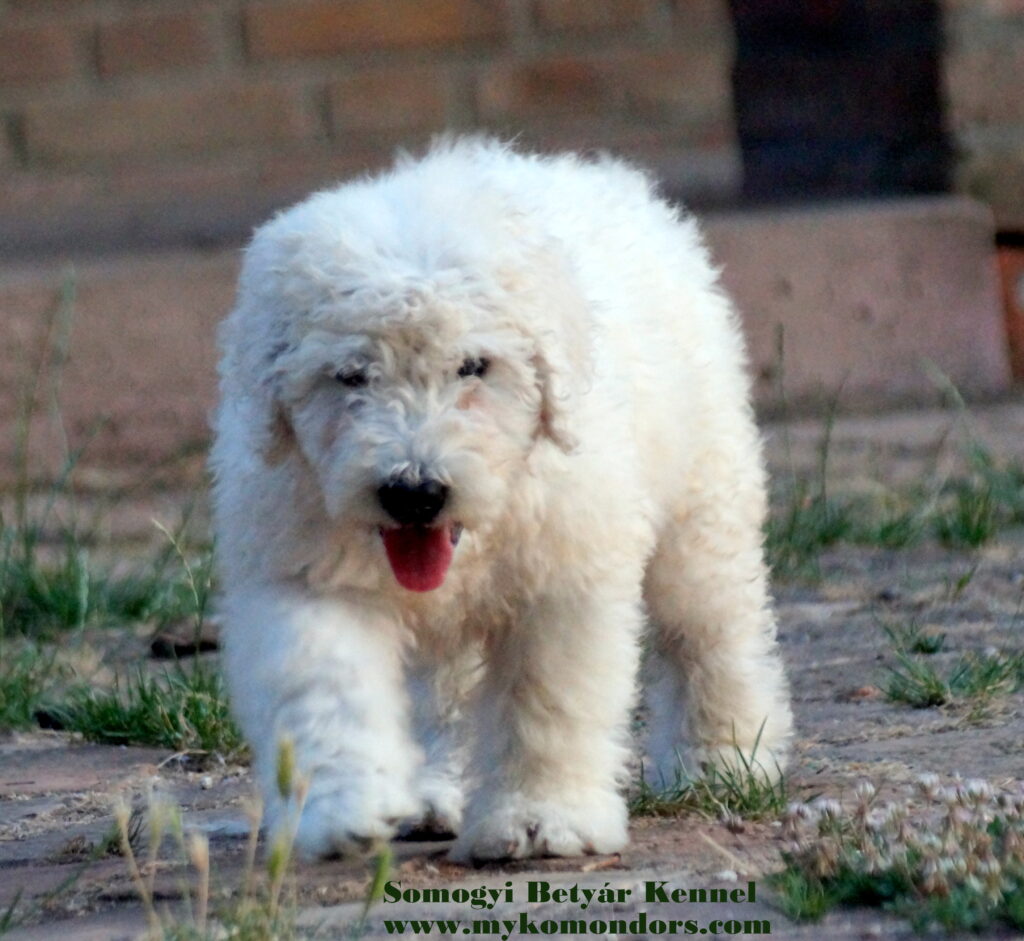 komondor preço