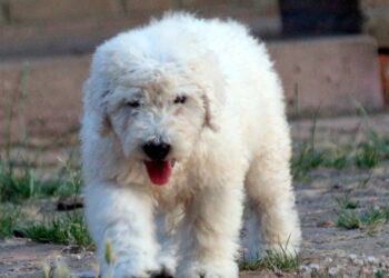 komondor preço