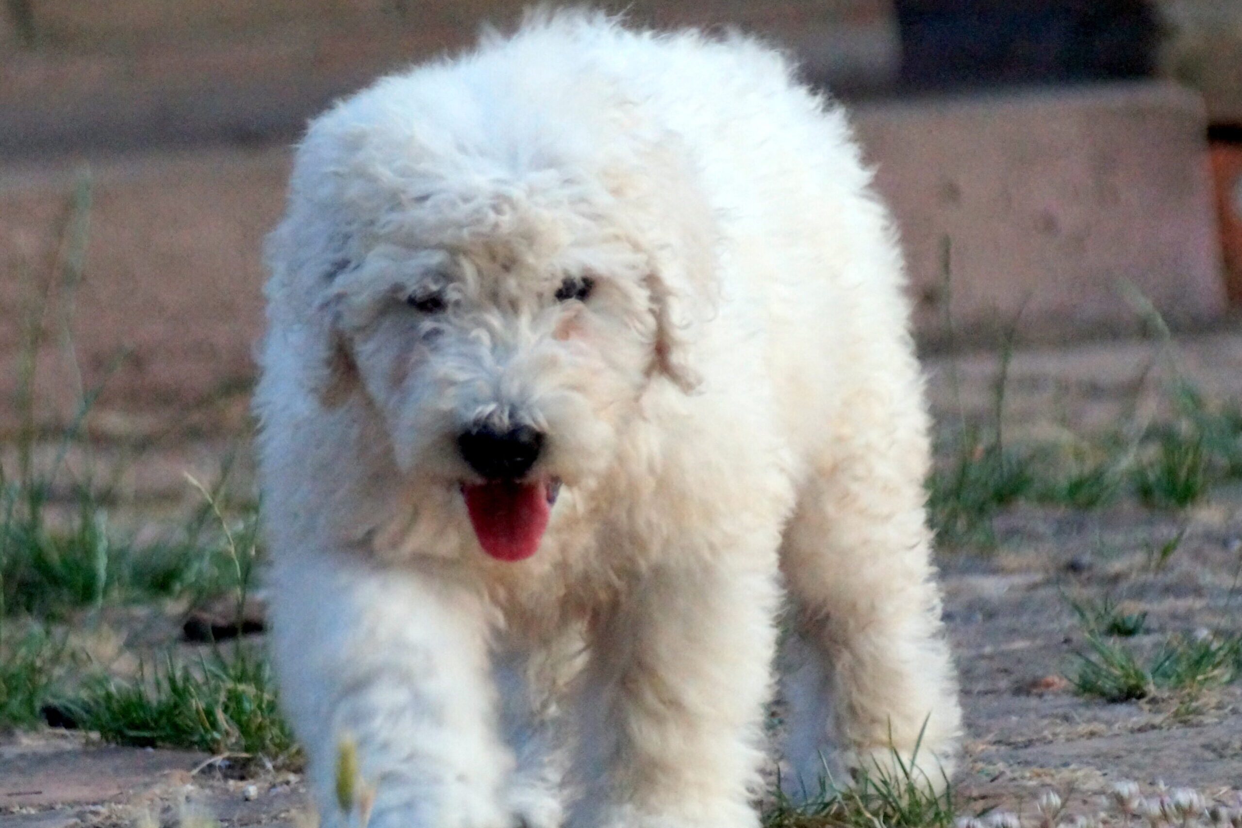 4 komondor preço