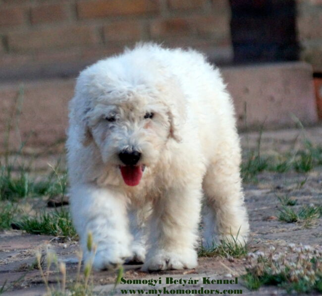 komondor preço