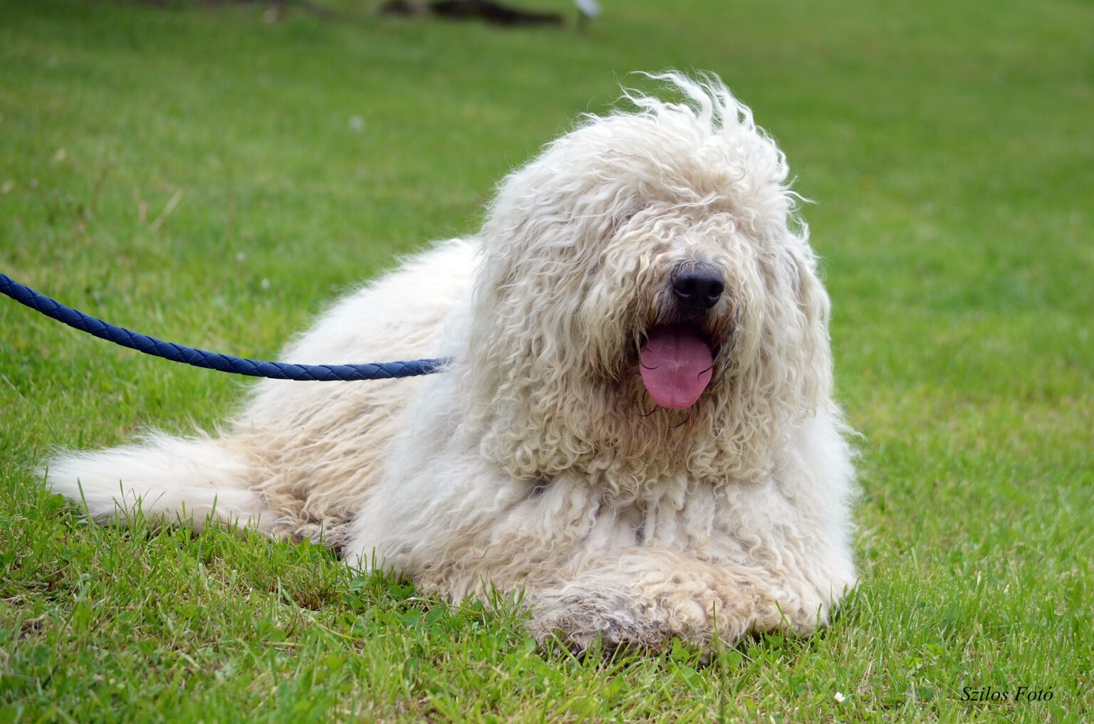 Adult Komondor dog from Hungarian bloodlines