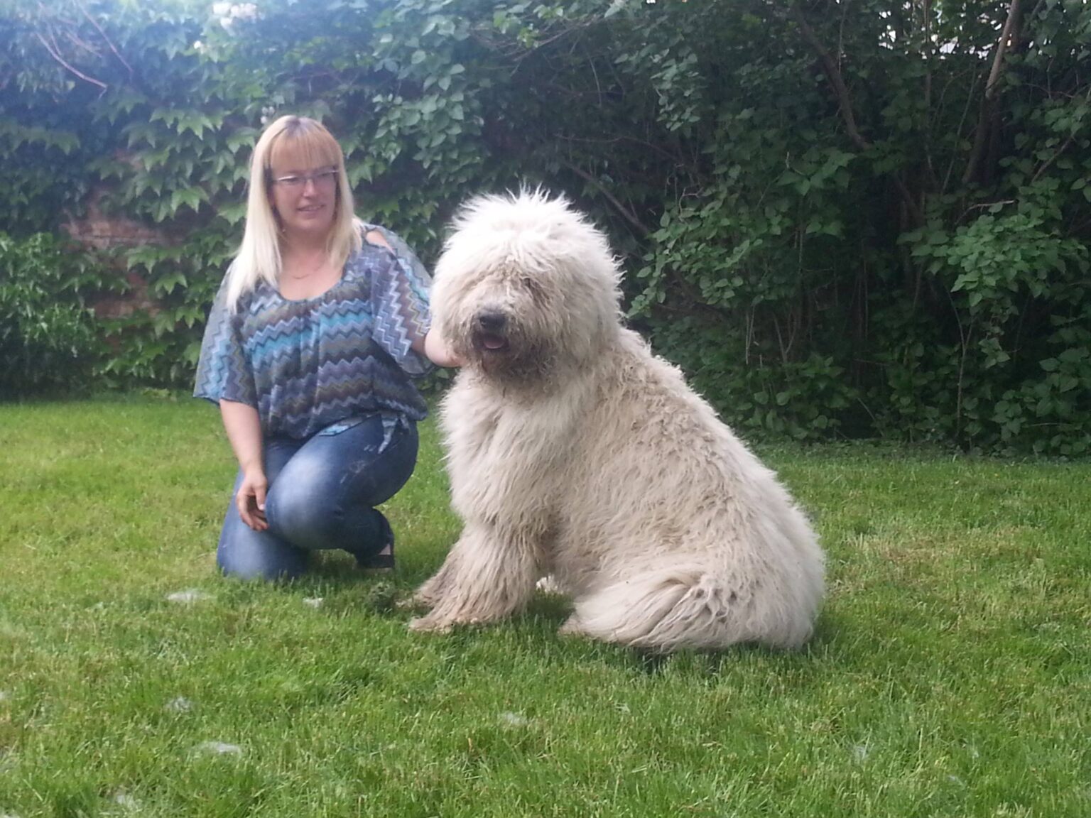 Komondor as a loyal family guardian