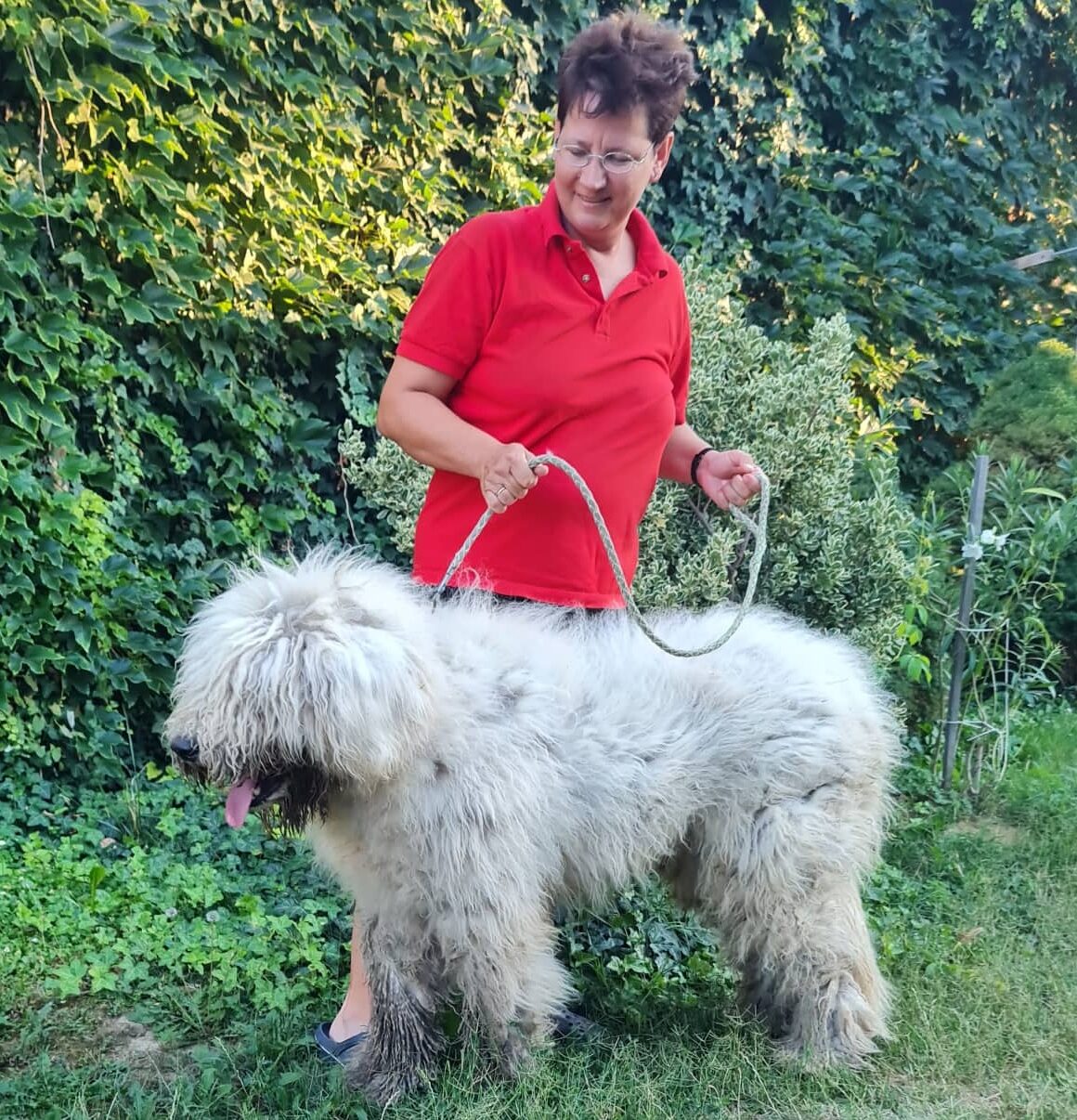 komondor father