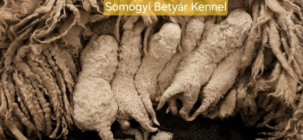 komondor puppies