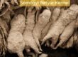 komondor puppies