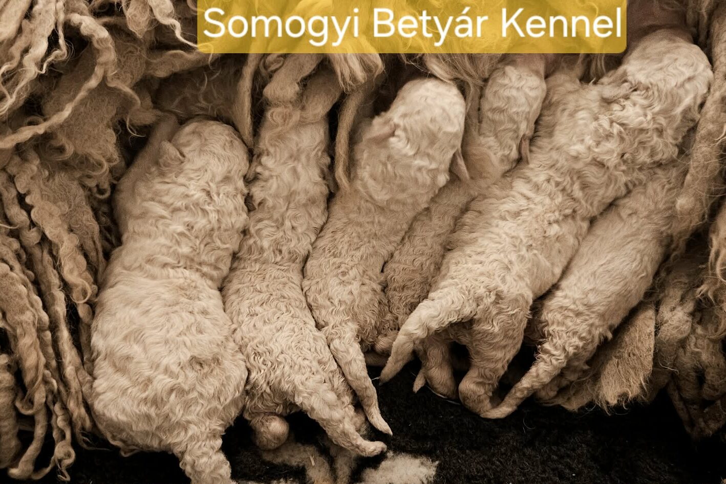 Komondor puppies komondor puppies