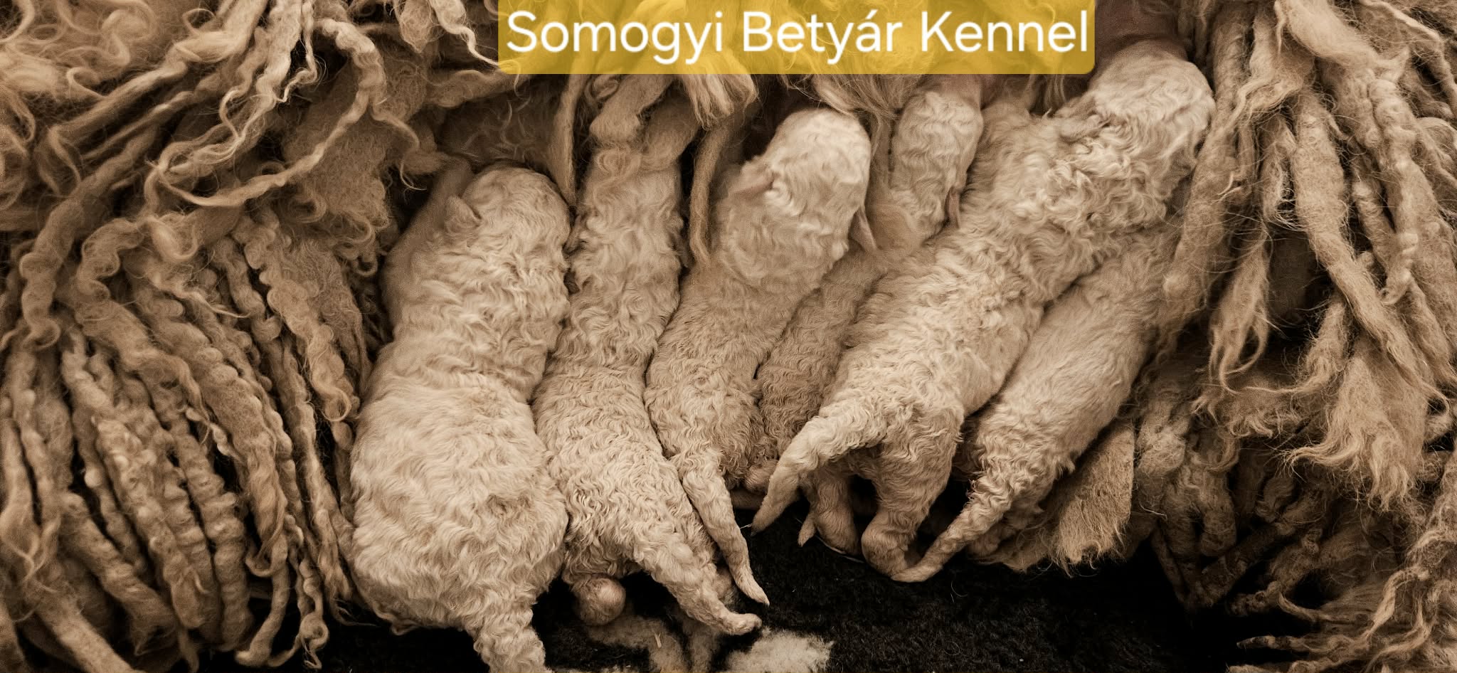 Komondor puppies komondor puppies