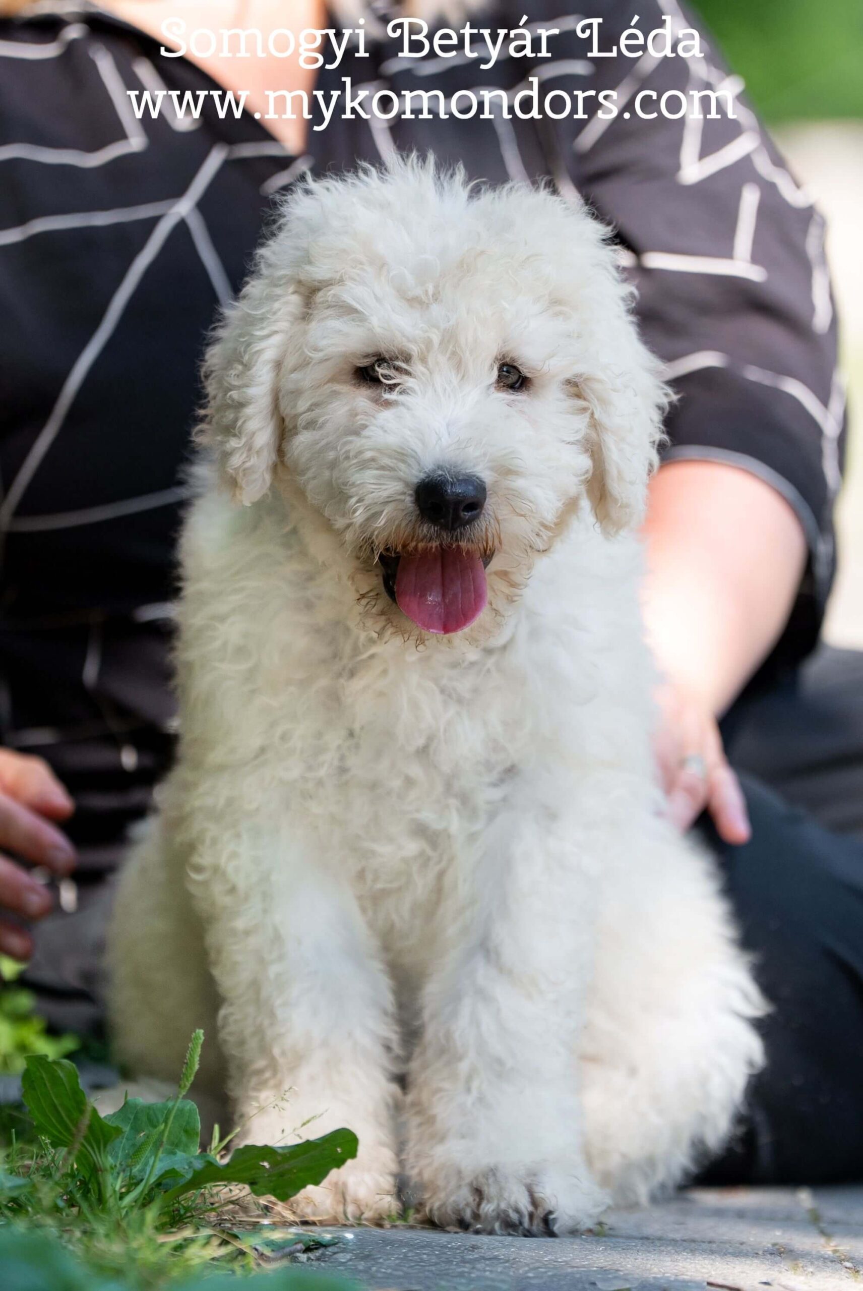 Somogyi Betyár Léda female Komondor puppy