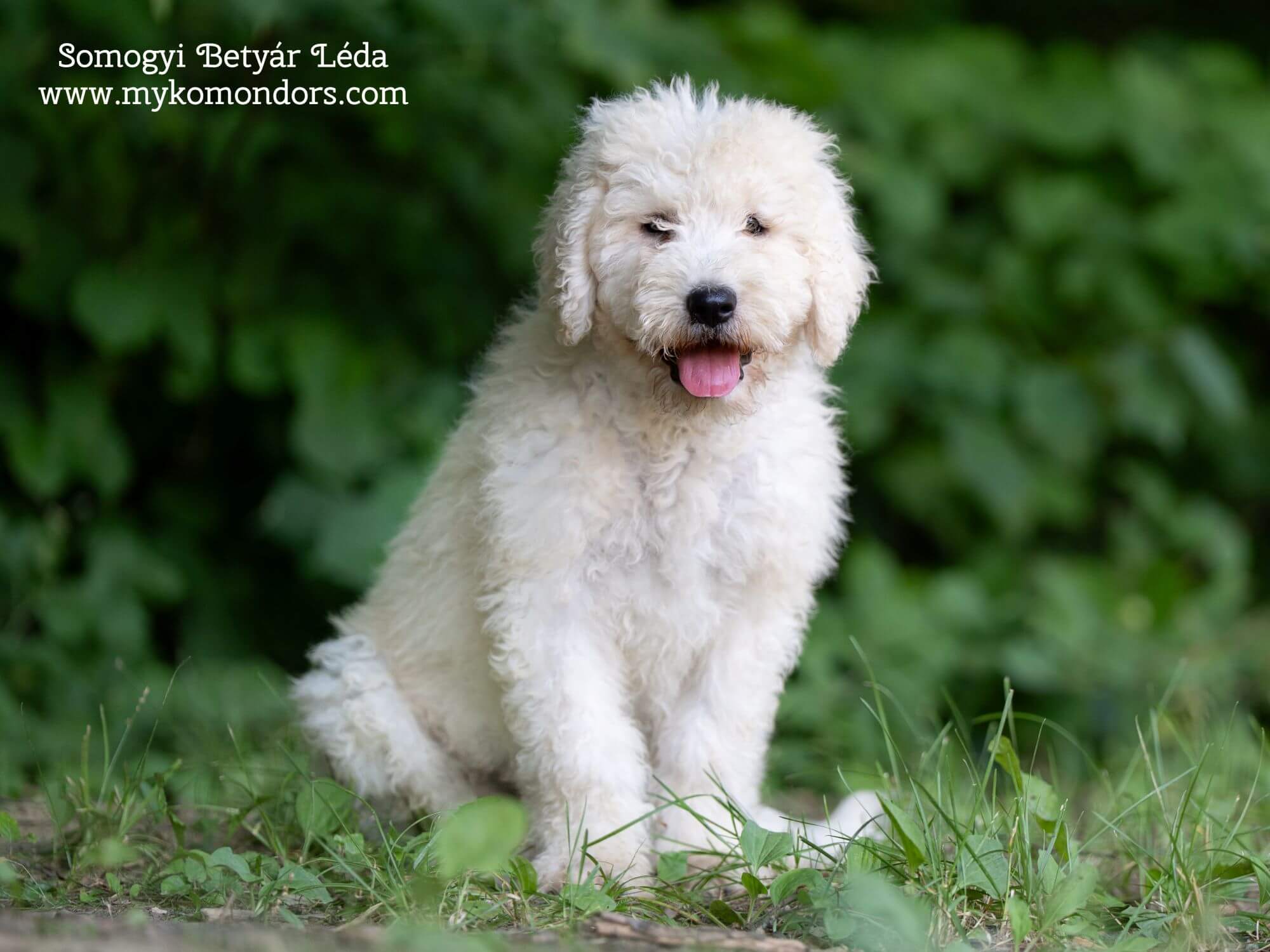 Somogyi Betyár Léda female Komondor puppy
