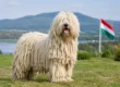 Best Reasons to Import a Komondor from Hungary