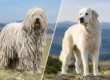 Komondor vs Akbash: Which Guardian Fits?