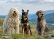 Rare Hungarian Dog Breeds and Their True Purpose