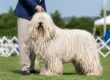 What Hungarian Komondor Show Results Tell You