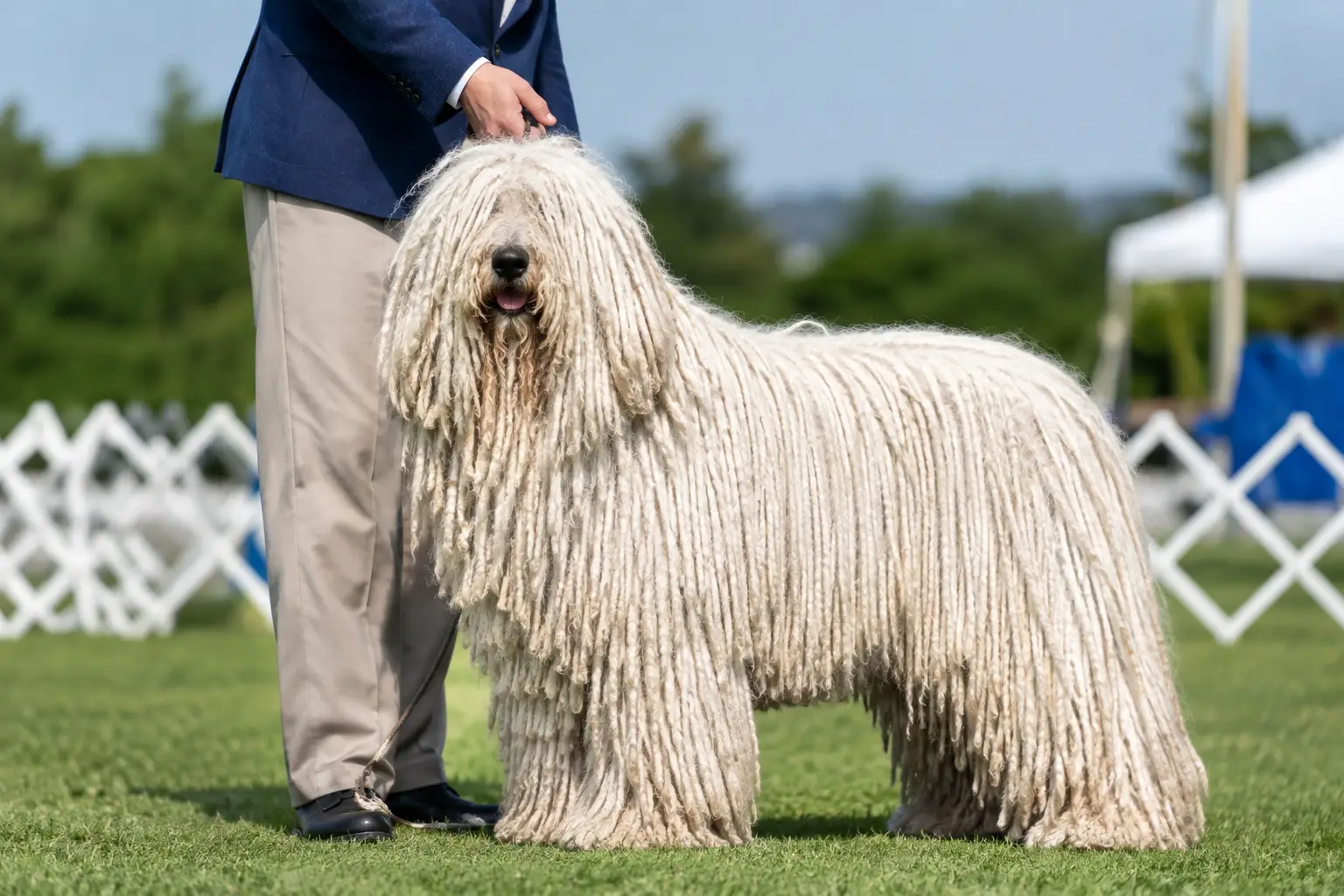 What Hungarian Komondor Show Results Tell You