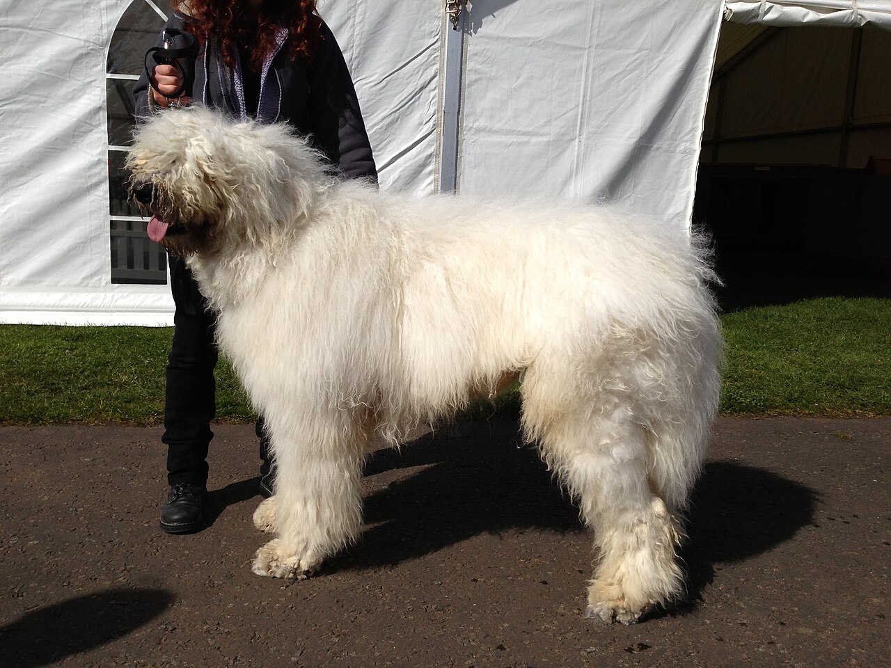 Komondor standing, showing full adult size and coat