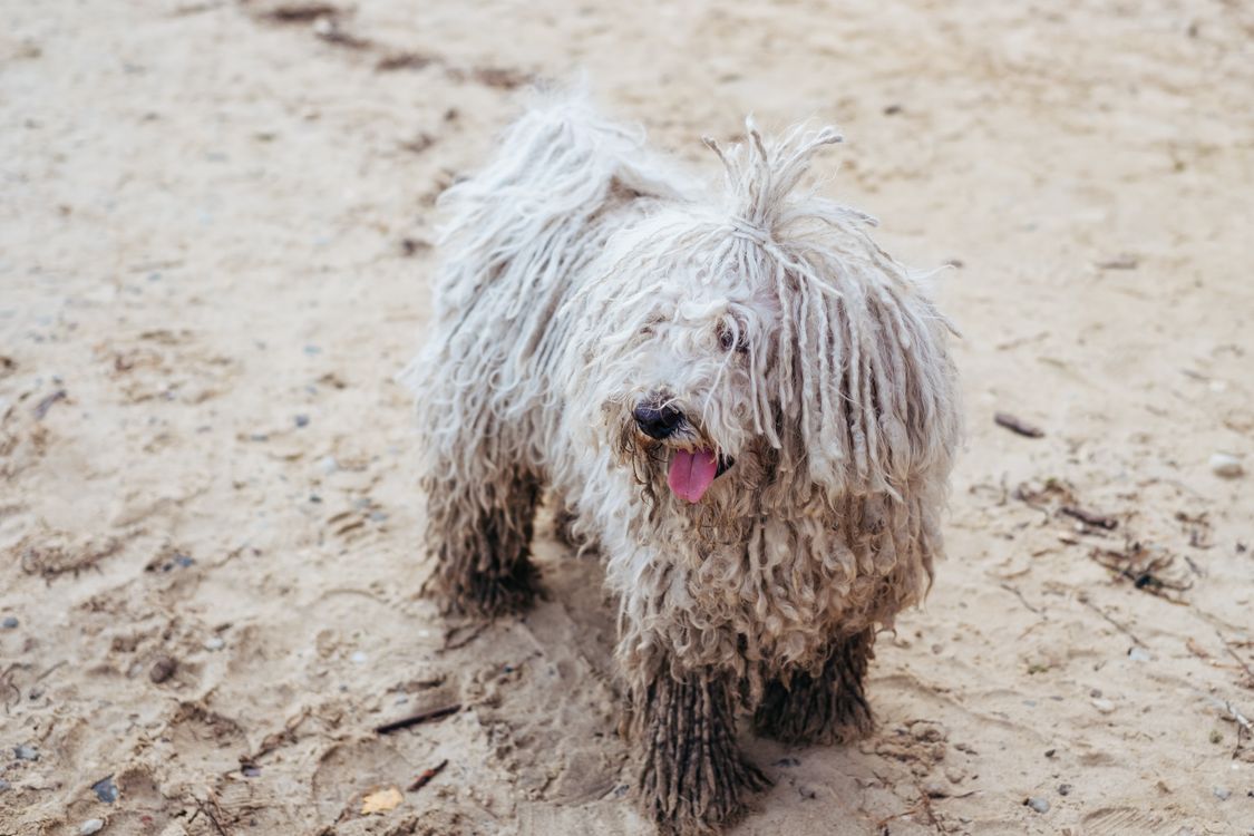 A Komondor puppy with a developing corded coat sitting outdoors
