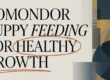 What to Feed a Komondor Puppy for Healthy Growth