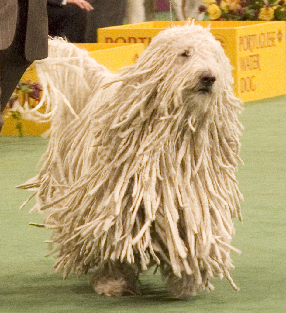 Adult Komondor with its distinctive white corded coat