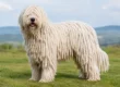 A Komondor Conformation Review for Serious Buyers