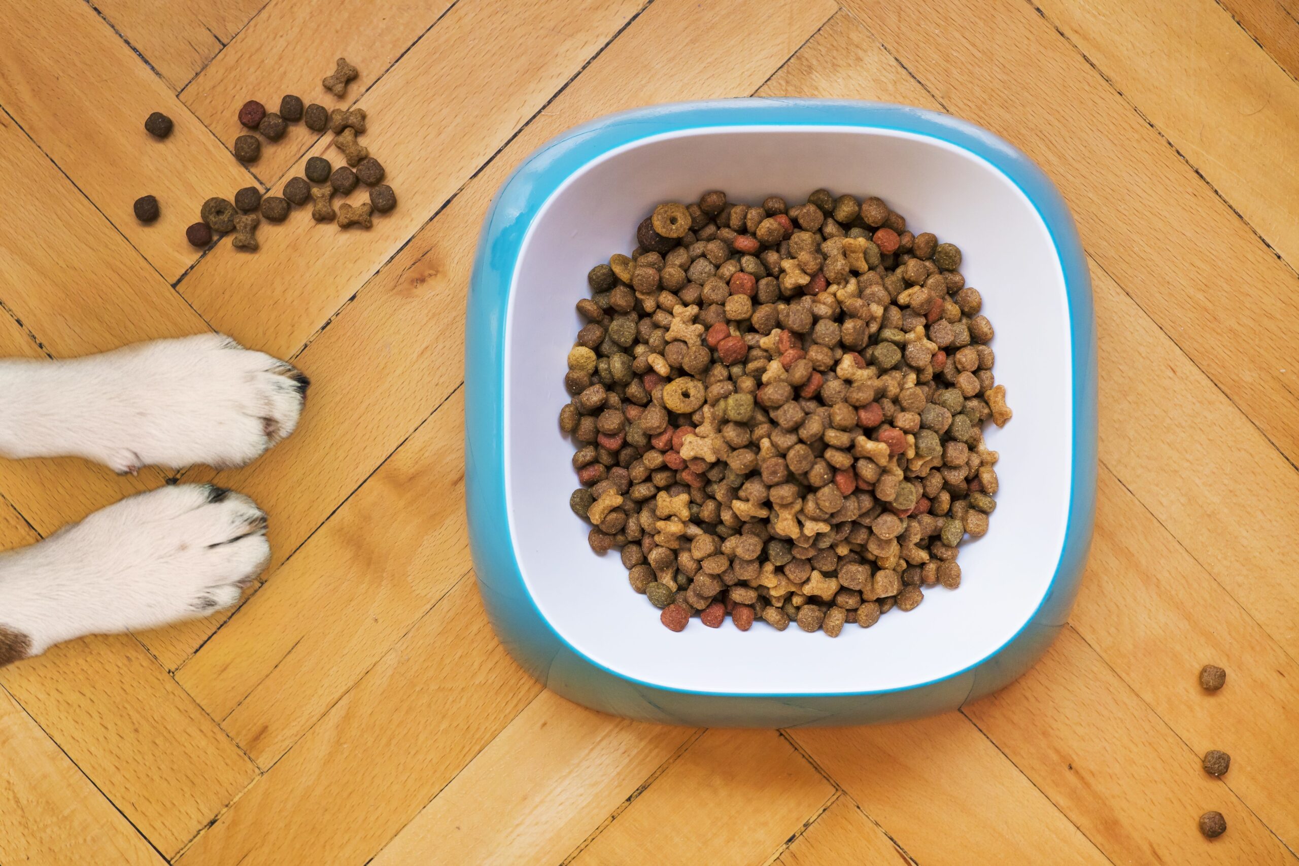 Dog food in a bowl