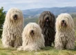 Komondor Genetic Diversity Trends That Matter