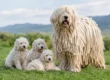 Komondor Hip Health: Breeding, Growth, and Care
