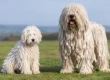 Komondor Puppy Versus Adult Dog - Which Fits?